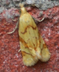 Phtheochroa vitellinana