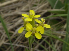 Erysimum inconspicuum