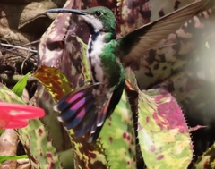 Anthracothorax prevostii