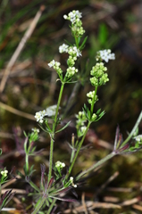 Galium valdepilosum
