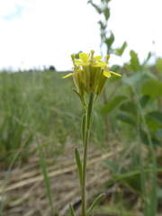 Erysimum inconspicuum