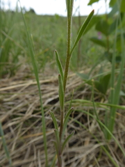 Erysimum inconspicuum