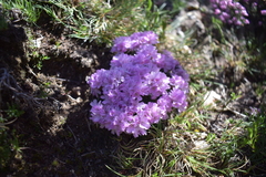 Armeria caespitosa