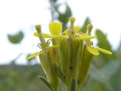 Erysimum inconspicuum