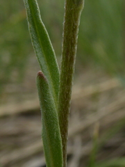 Erysimum inconspicuum