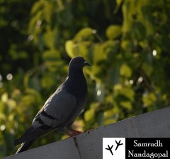 Columba livia