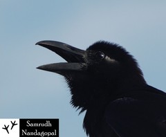 Corvus macrorhynchos