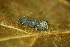 Grapholita funebrana