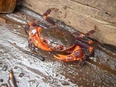 Malayopotamon similis