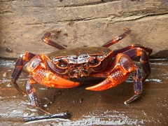 Malayopotamon similis