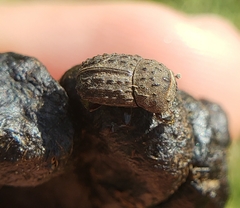 Sarophorus punctatus