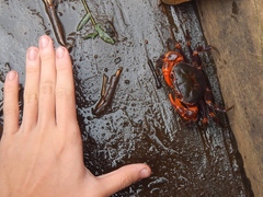 Malayopotamon similis