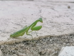 Stagmomantis fraterna