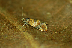 Lobesia reliquana