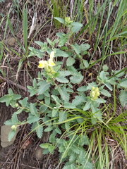 Scutellaria caucasica