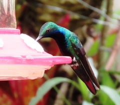 Anthracothorax nigricollis