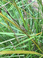 Conocephalus