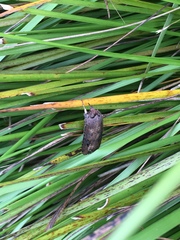 Agrotis ipsilon