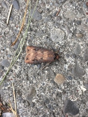 Agrotis ipsilon