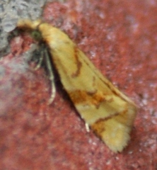 Phtheochroa vitellinana