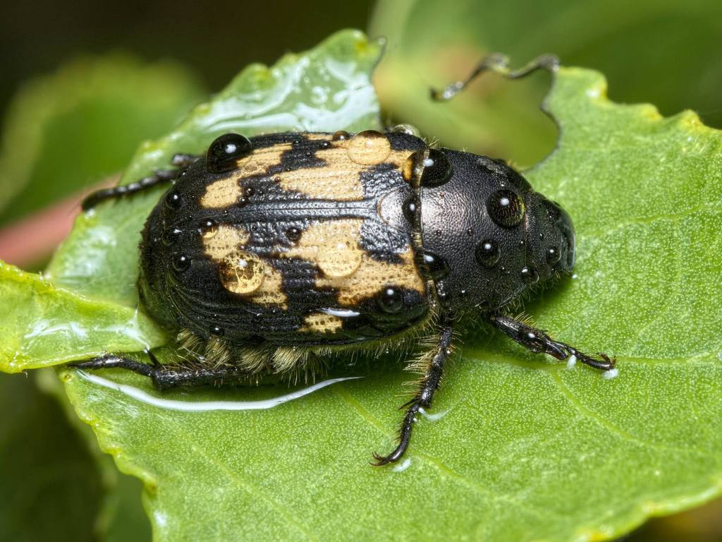 Exomala succincta