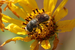 Osmia coloradensis