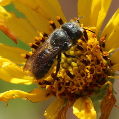 Osmia coloradensis