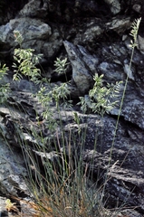 Festuca pallens