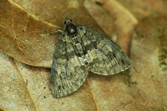 Hydriomena impluviata