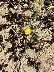 Acmispon decumbens