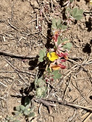 Acmispon decumbens