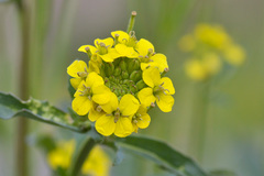 Erysimum hieraciifolium
