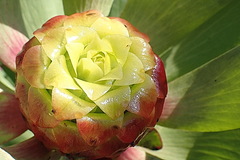 Leucadendron pubibracteolatum