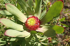 Leucadendron pubibracteolatum