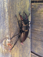 Lucanus cervus