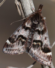 Pyrausta dapalis