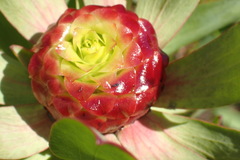 Leucadendron pubibracteolatum