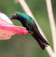 Anthracothorax nigricollis