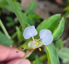 Commelina erecta erecta