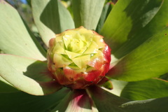 Leucadendron pubibracteolatum