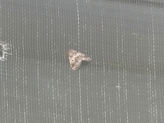 Melanolophiini
