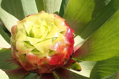 Leucadendron pubibracteolatum