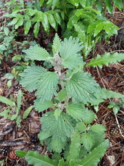 Marrubium leonuroides