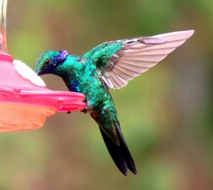 Colibri coruscans