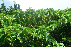 Dendrocnide kotoensis