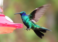 Colibri coruscans