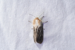 Spilosoma dubia