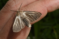 Spilosoma dubia