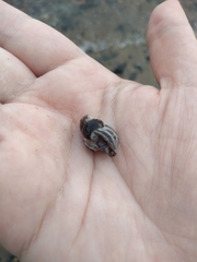 Ilyanassa obsoleta