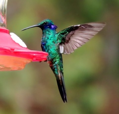 Colibri coruscans